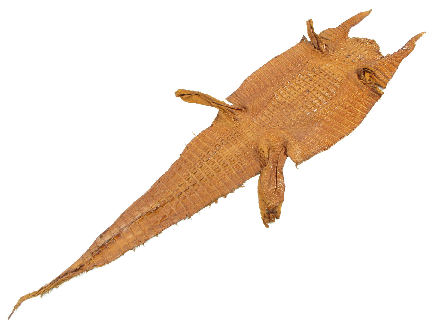 Genuine Caiman Crocodile Hornback Skin Leather Hide Pelt