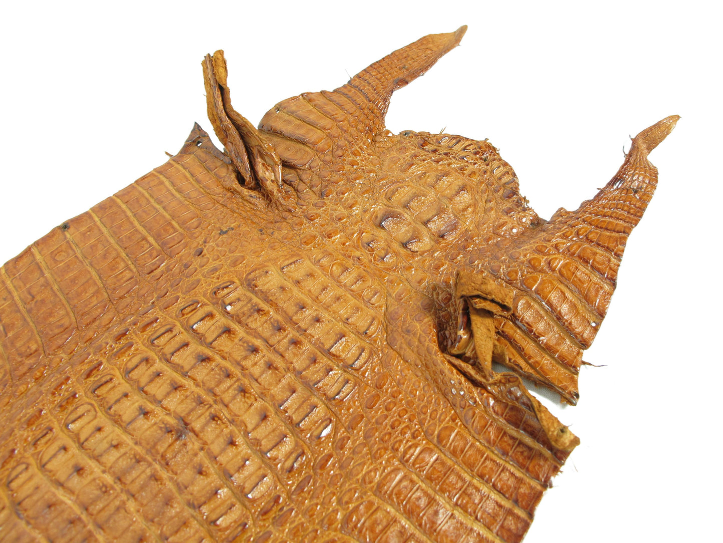 Genuine Caiman Crocodile Hornback Skin Leather Hide Pelt