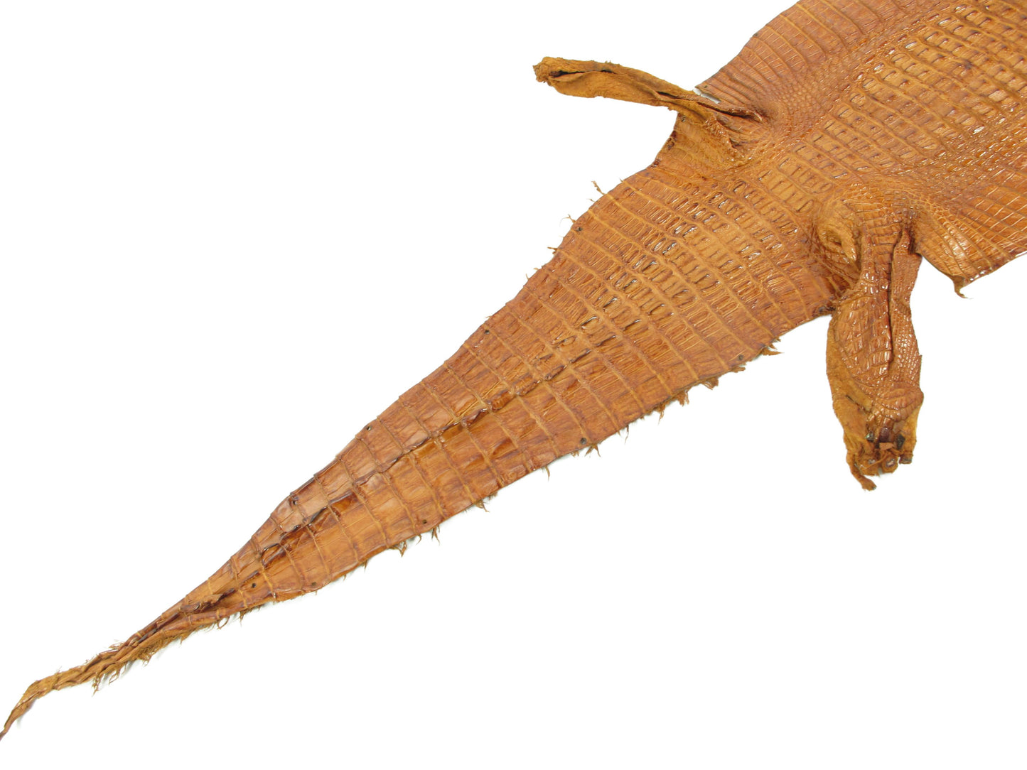 Genuine Caiman Crocodile Hornback Skin Leather Hide Pelt