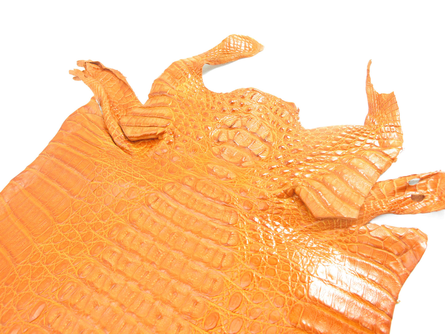 Genuine Caiman Crocodile Hornback Skin Leather Hide Pelt