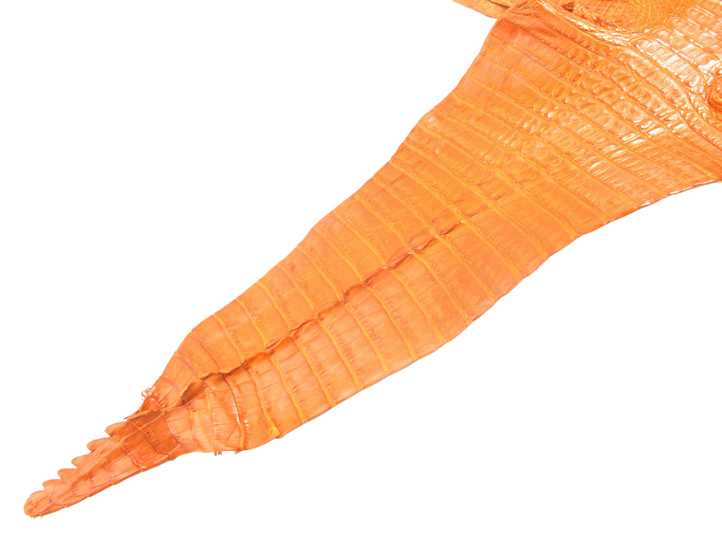 Genuine Caiman Crocodile Hornback Skin Leather Hide Pelt