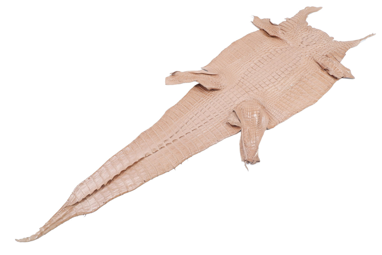 Genuine Caiman Crocodile Hornback Skin Leather Hide Pelt