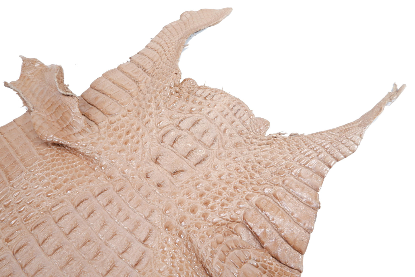 Genuine Caiman Crocodile Hornback Skin Leather Hide Pelt