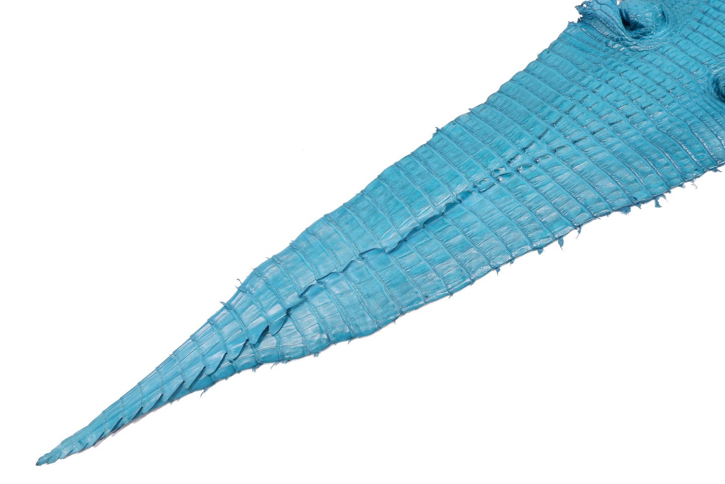 Genuine Caiman Crocodile Hornback Skin Leather Hide Pelt