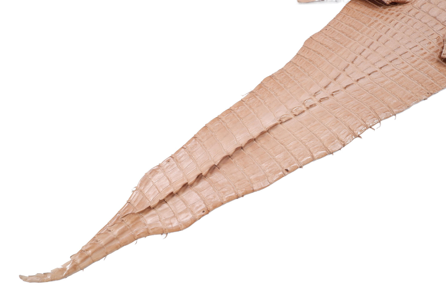 Genuine Caiman Crocodile Hornback Skin Leather Hide Pelt