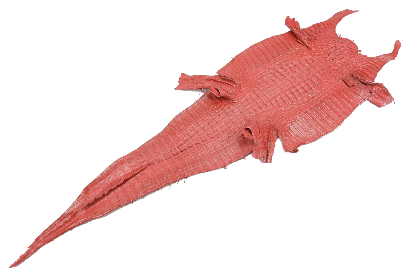 Genuine Caiman Crocodile Hornback Skin Leather Hide Pelt