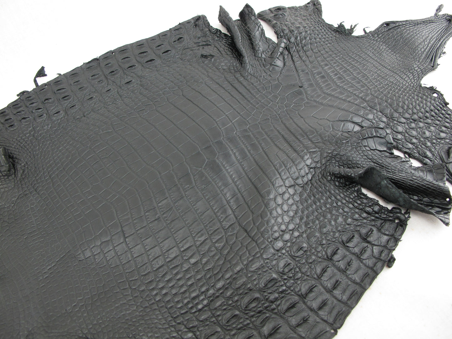 Genuine Crocodile Belly Skin Leather Hide Pelt