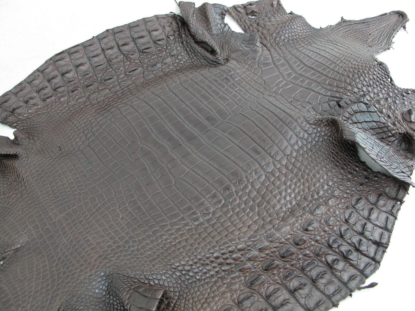 Genuine Crocodile Belly Skin Leather Hide Pelt