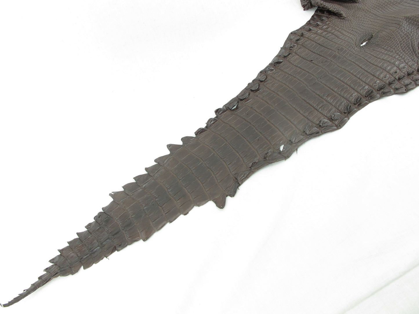 Genuine Crocodile Belly Skin Leather Hide Pelt