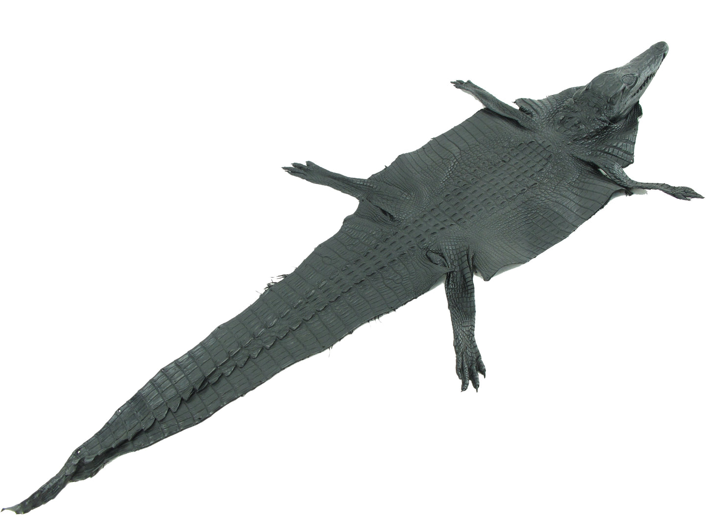 Genuine Crocodile Hornback Skin with Head Leather Hide Pelt Brown