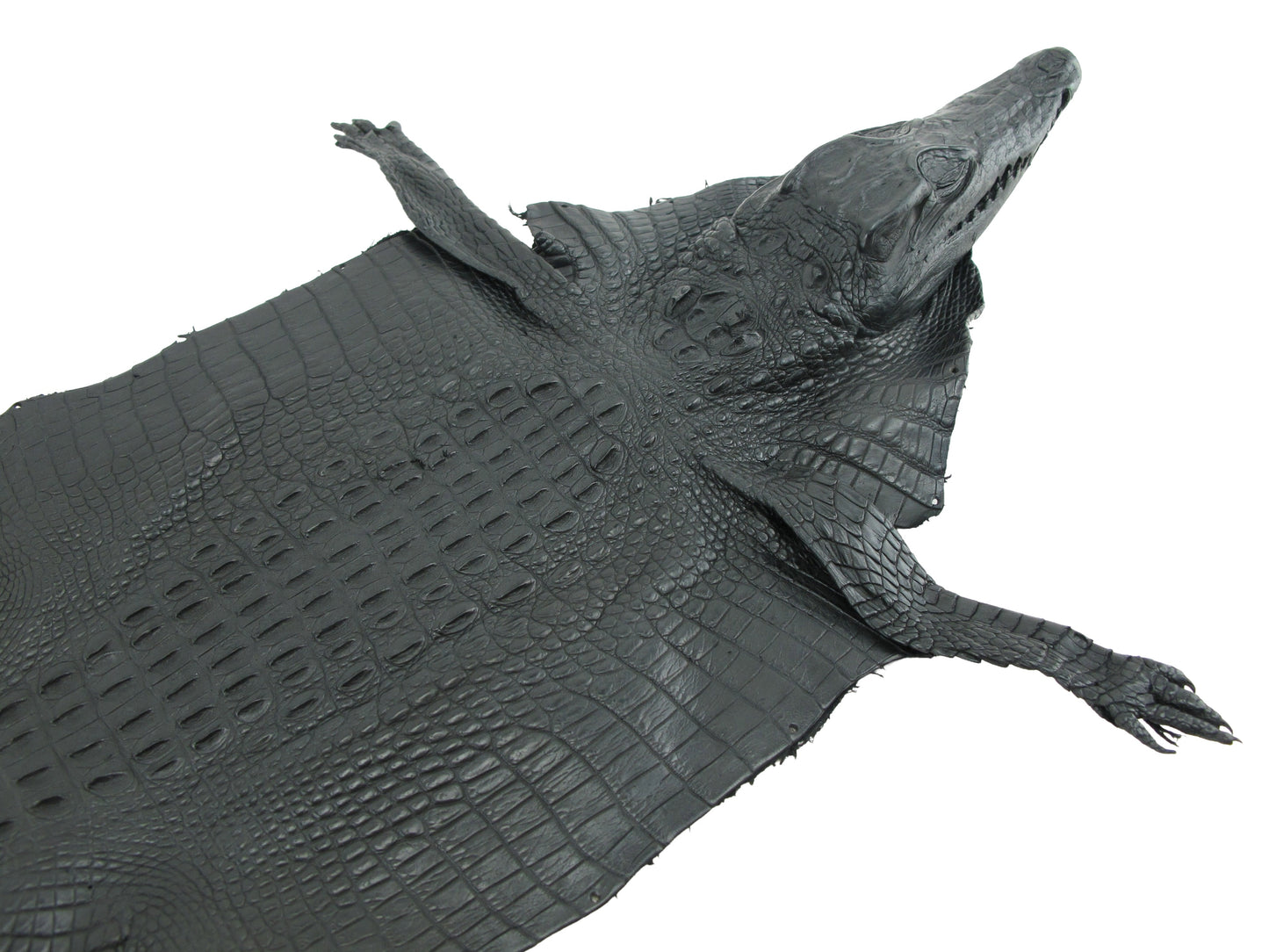 Genuine Crocodile Hornback Skin with Head Leather Hide Pelt Brown