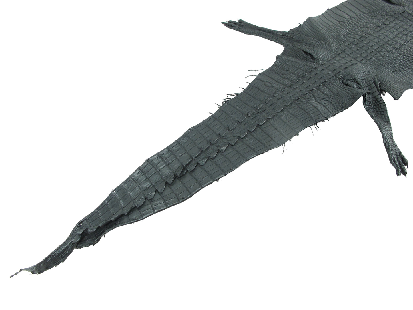 Genuine Crocodile Hornback Skin with Head Leather Hide Pelt Brown