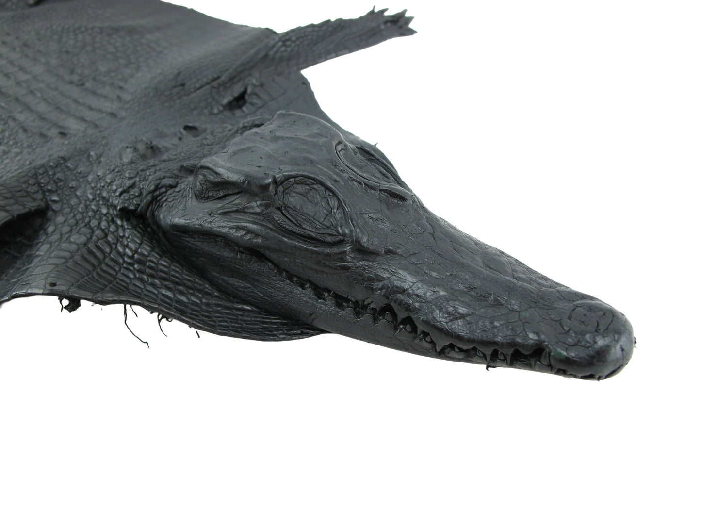 Genuine Crocodile Hornback Skin with Head Leather Hide Pelt Brown