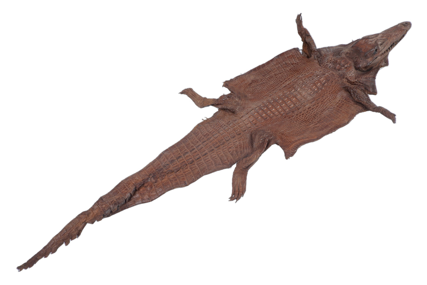 Genuine Crocodile Hornback Skin with Head Leather Hide Pelt Brown