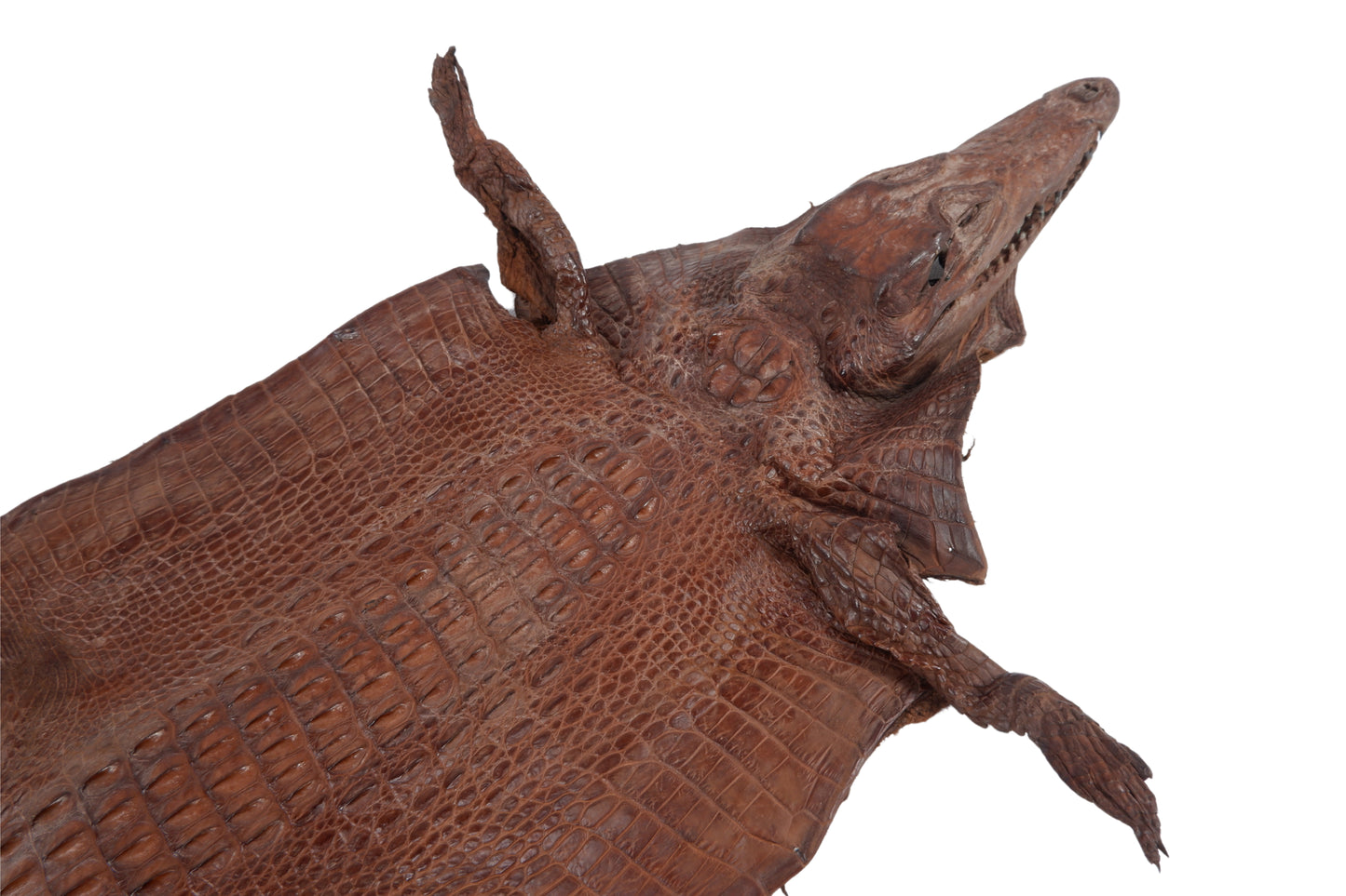 Genuine Crocodile Hornback Skin with Head Leather Hide Pelt Brown