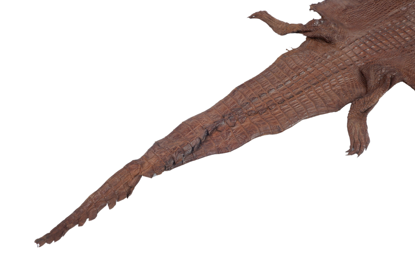 Genuine Crocodile Hornback Skin with Head Leather Hide Pelt Brown