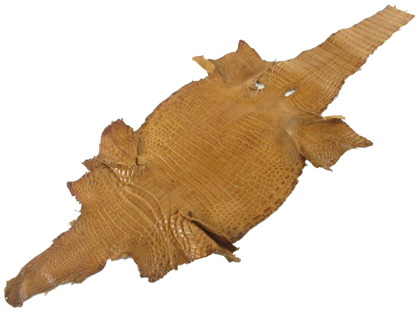 Genuine Crocodile Belly Skin Leather Hide Pelt