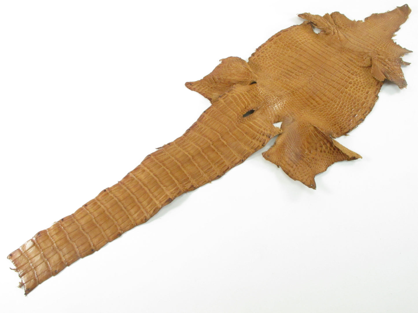 Genuine Crocodile Belly Skin Leather Hide Pelt