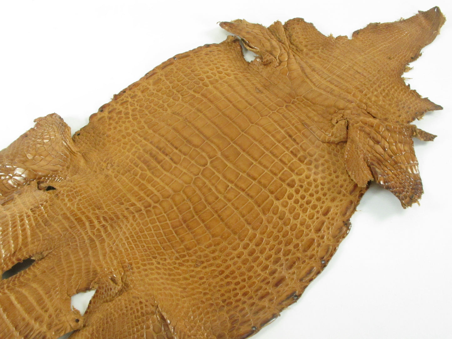 Genuine Crocodile Belly Skin Leather Hide Pelt