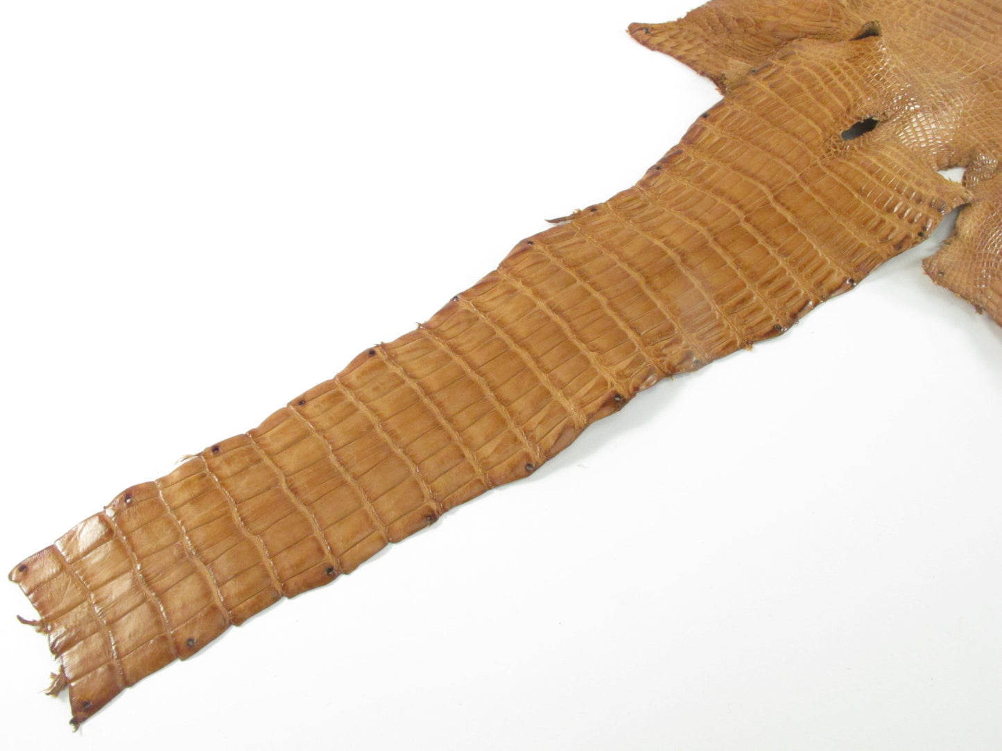 Genuine Crocodile Belly Skin Leather Hide Pelt