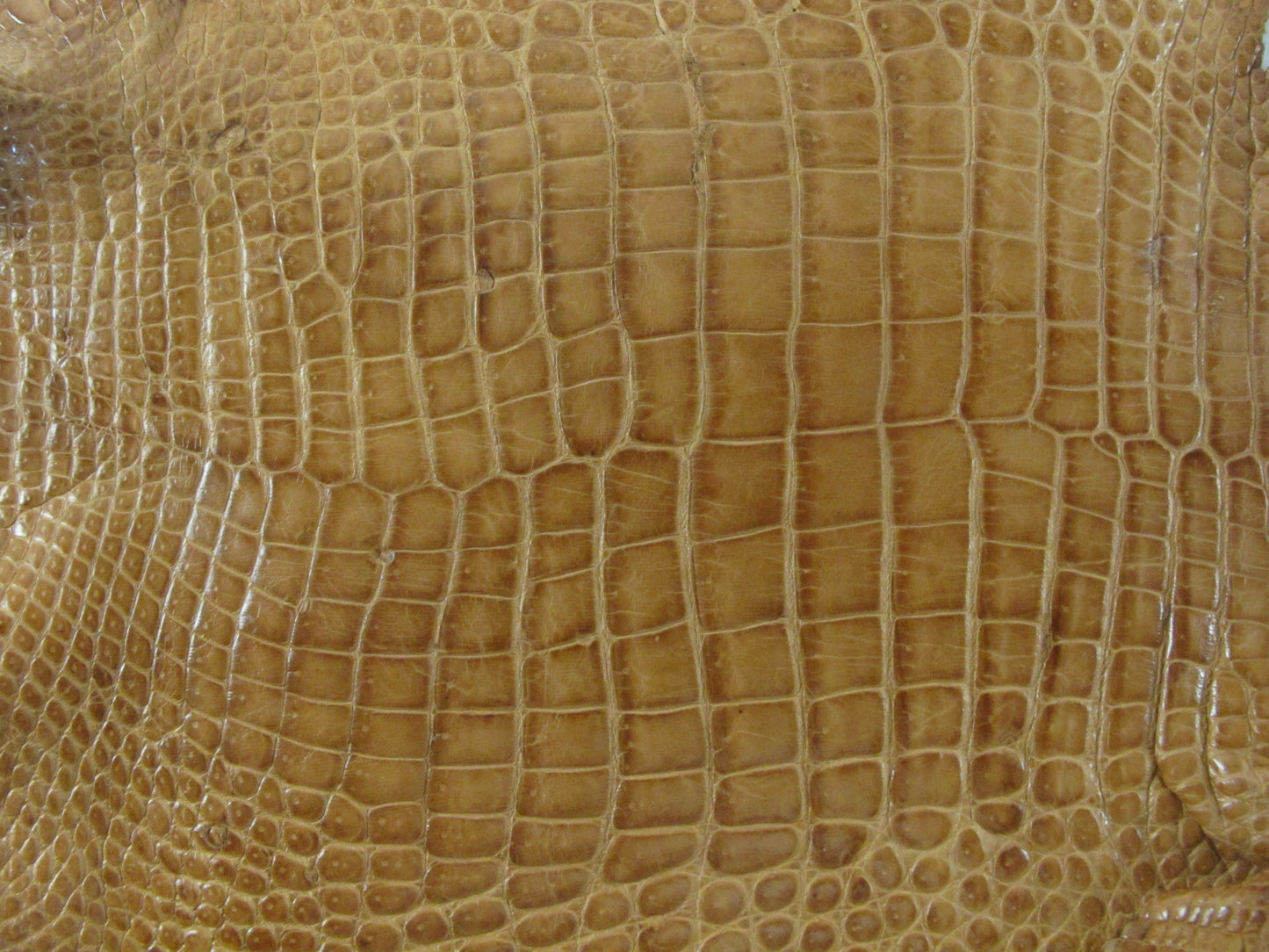 Genuine Crocodile Belly Skin Leather Hide Pelt