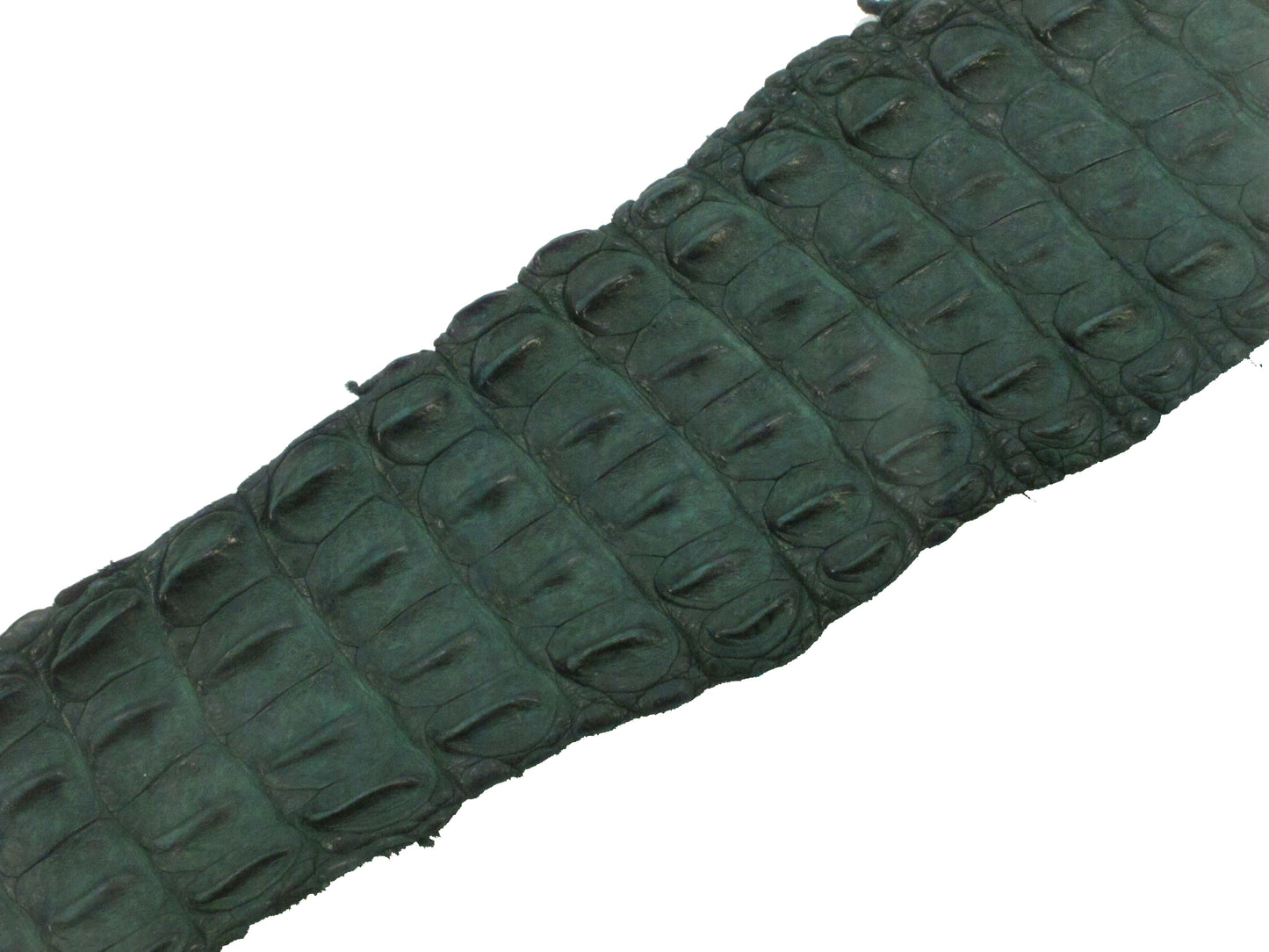 Genuine Crocodile Back Strap Skin Leather Hide Pelt