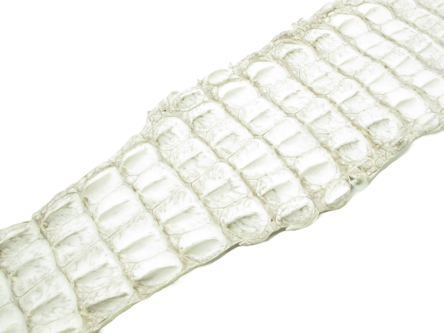 Genuine Crocodile Back Strap Skin Leather Hide Pelt