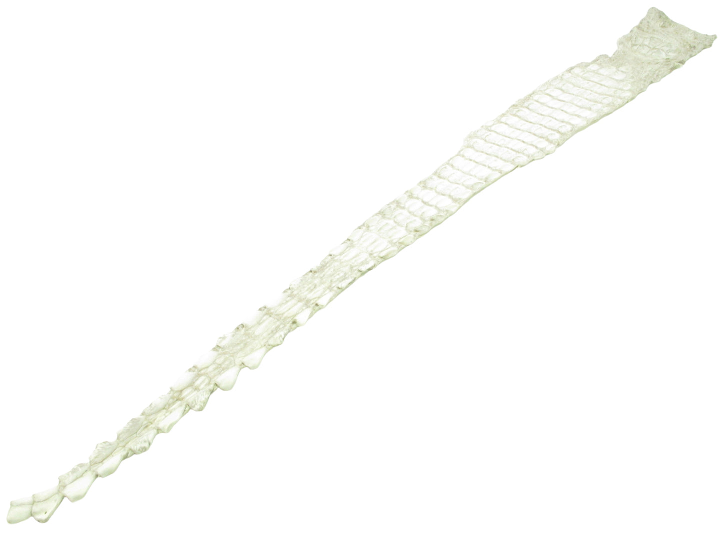 Genuine Crocodile Back Strap Skin Leather Hide Pelt