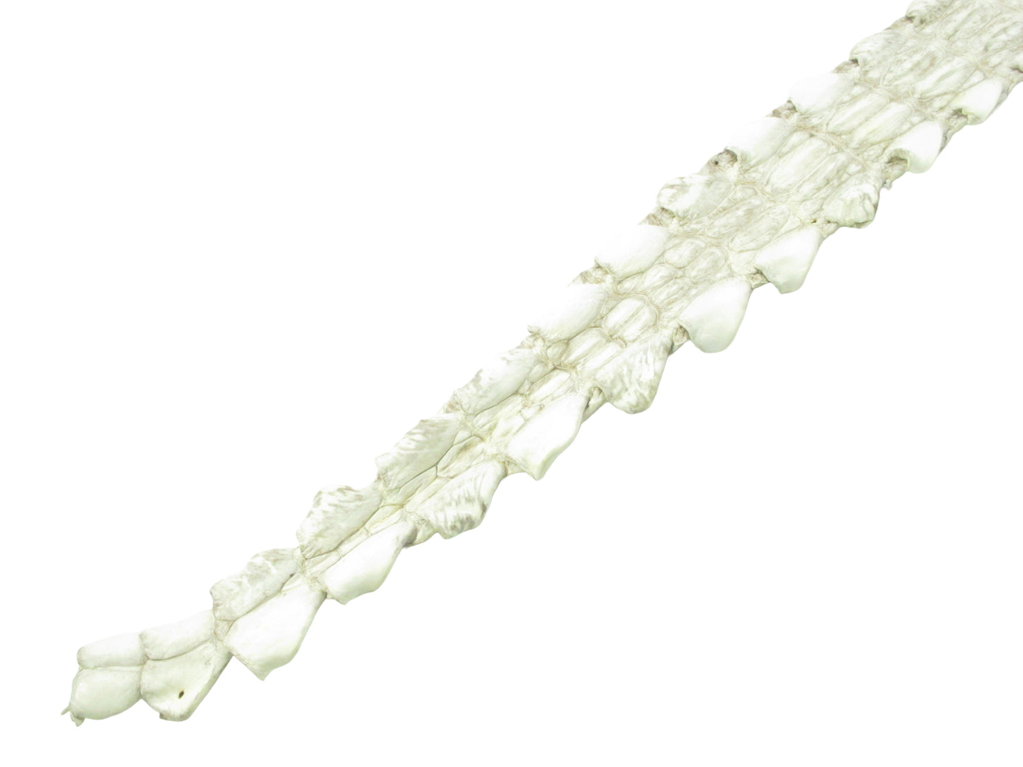 Genuine Crocodile Back Strap Skin Leather Hide Pelt