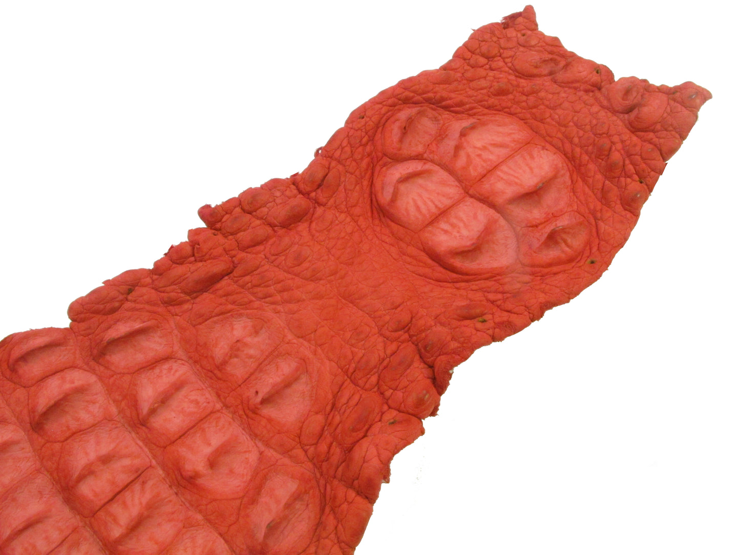 Genuine Crocodile Back Strap Skin Leather Hide Pelt