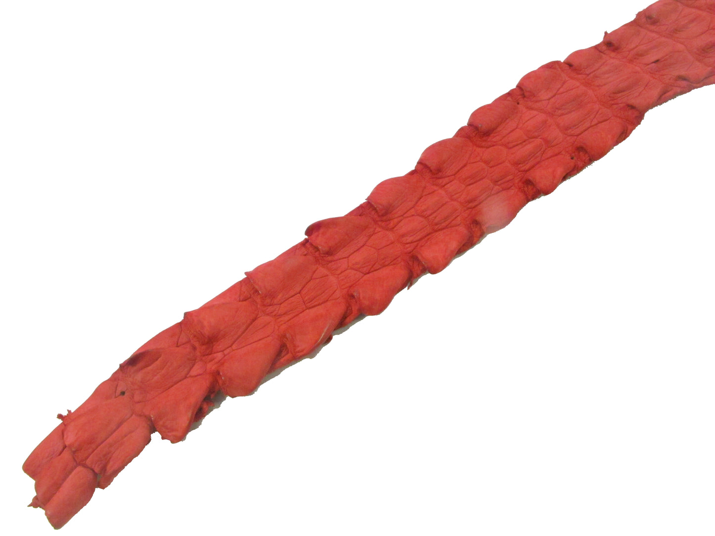 Genuine Crocodile Back Strap Skin Leather Hide Pelt