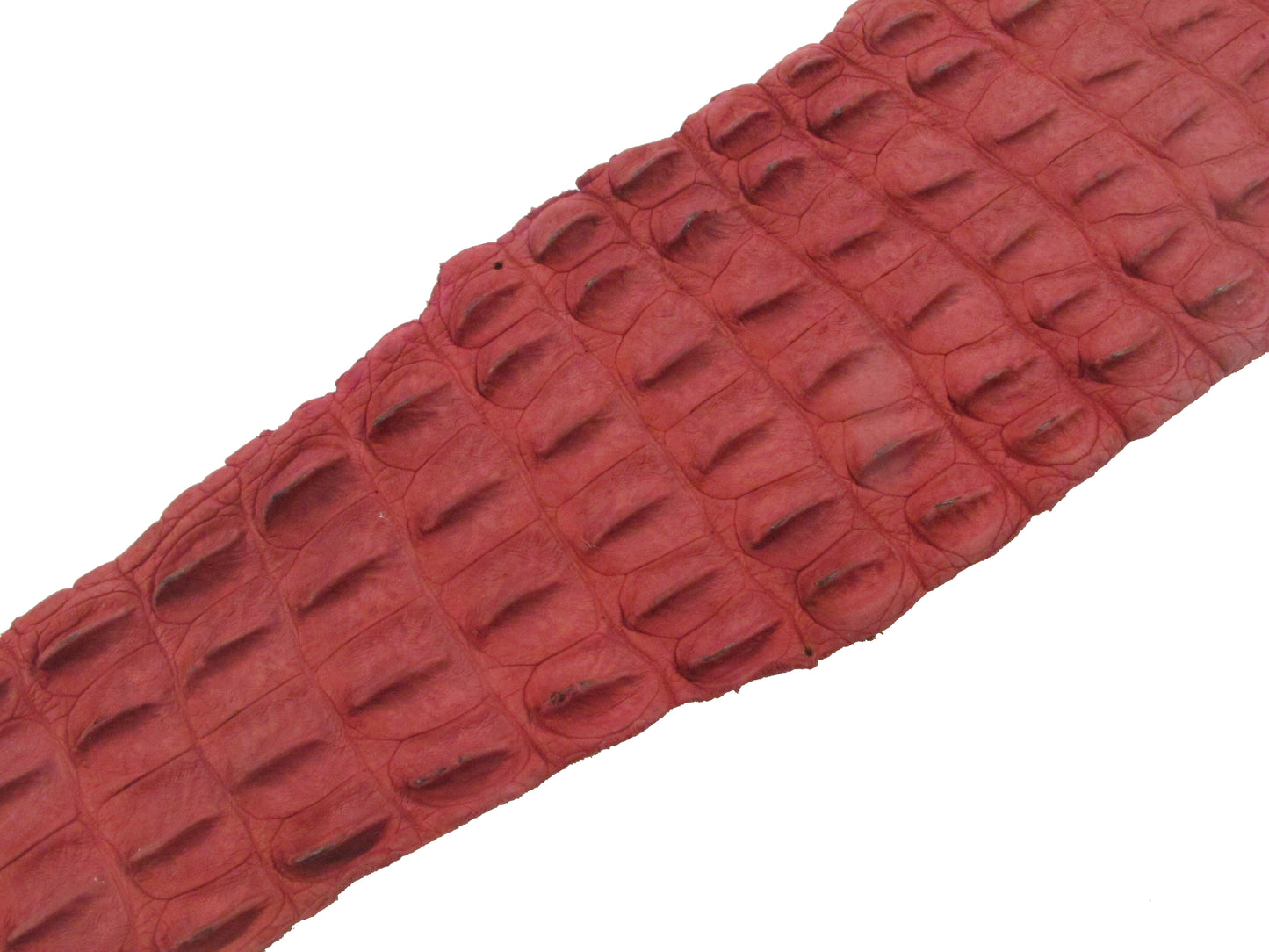 Genuine Crocodile Back Strap Skin Leather Hide Pelt
