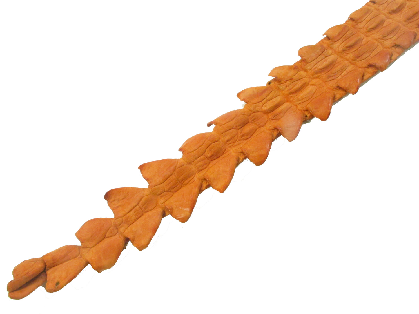 Genuine Crocodile Back Strap Skin Leather Hide Pelt