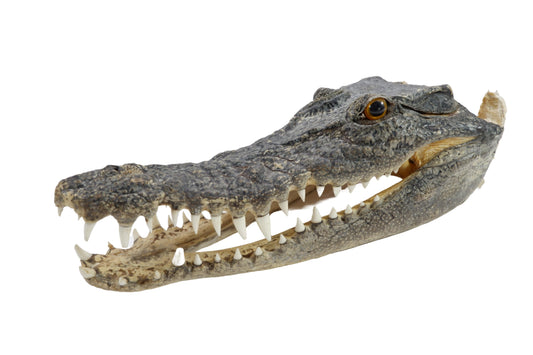 Real Freshwater Crocodile Natural Skull Head Taxidermy