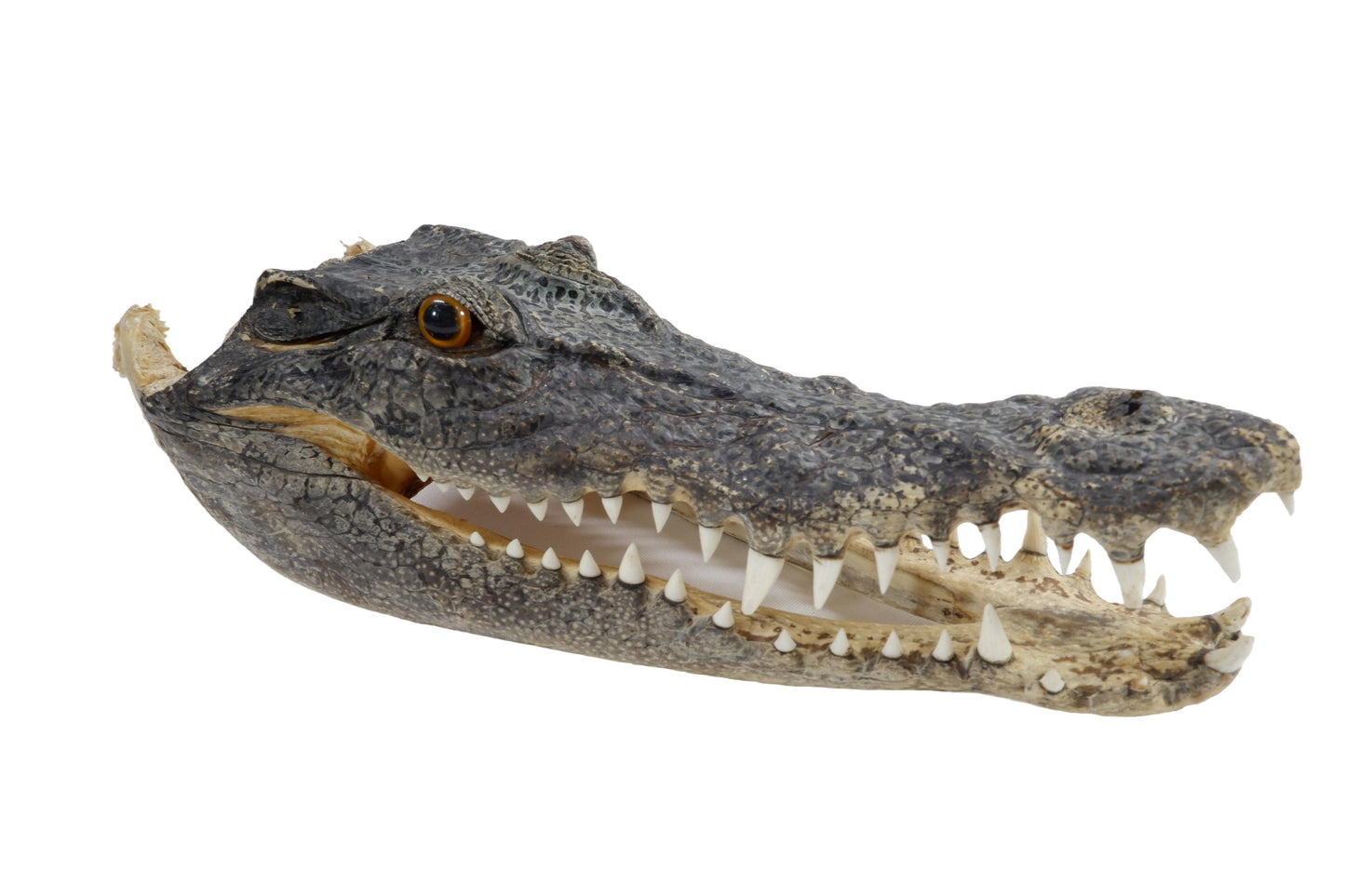 Real Freshwater Crocodile Natural Skull Head Taxidermy
