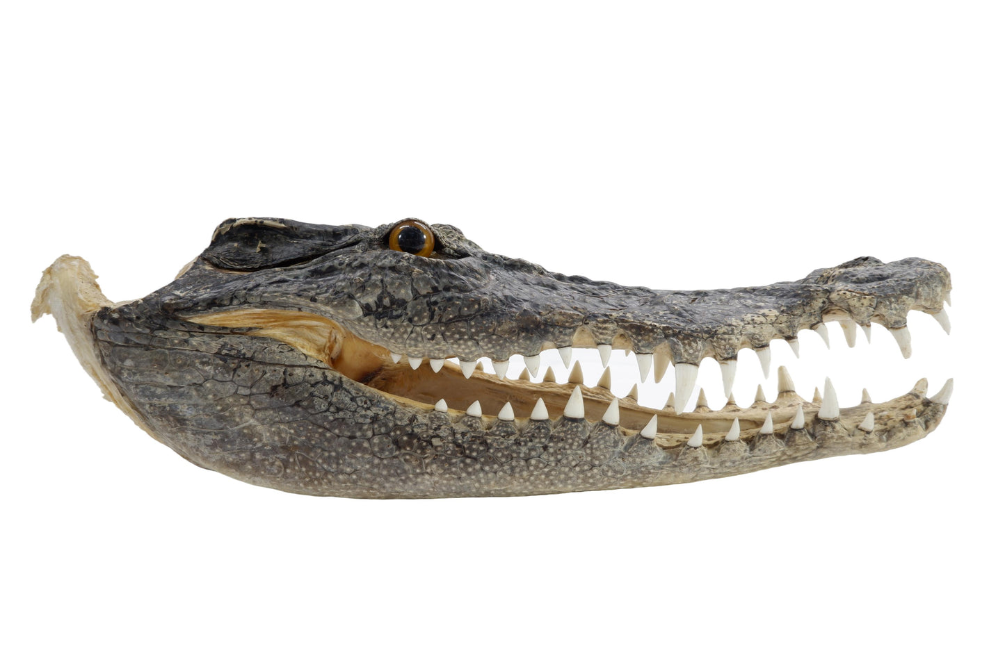 Real Freshwater Crocodile Natural Skull Head Taxidermy