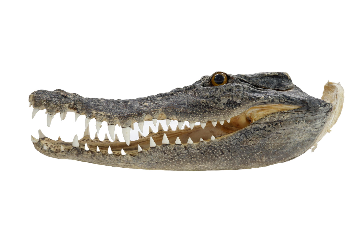 Real Freshwater Crocodile Natural Skull Head Taxidermy