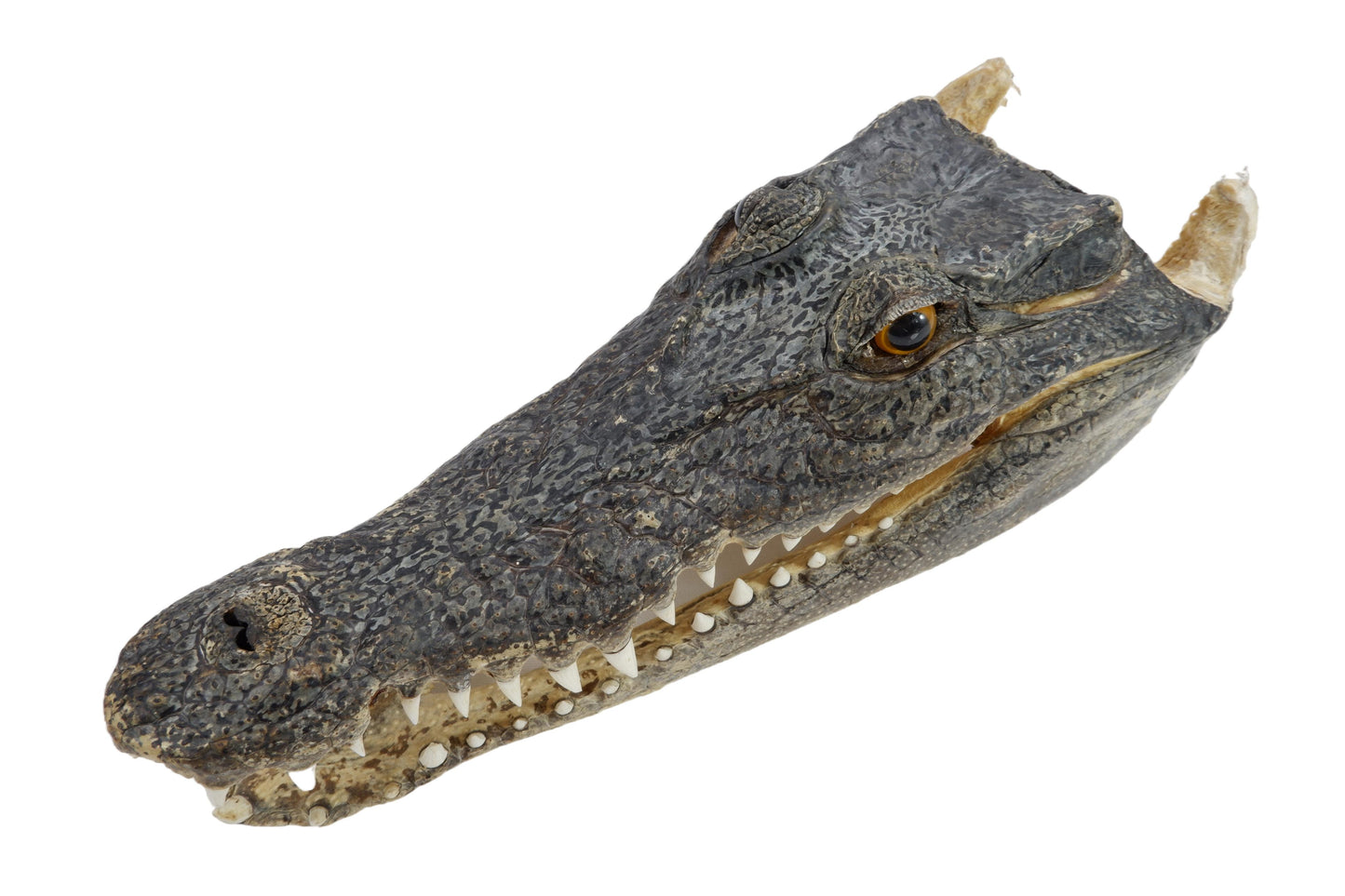 Real Freshwater Crocodile Natural Skull Head Taxidermy