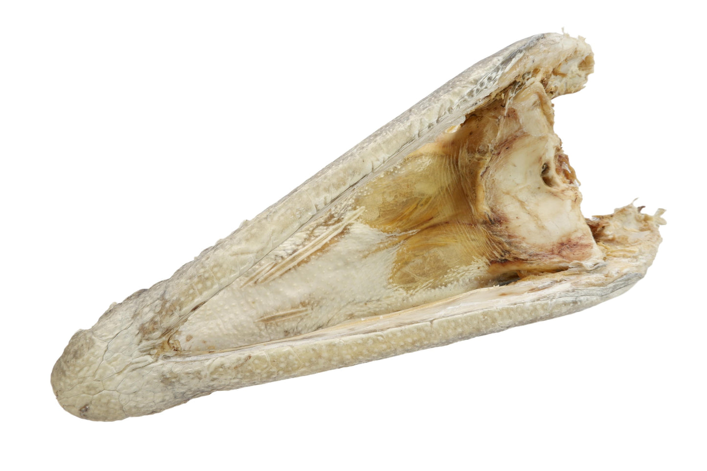 Real Freshwater Crocodile Natural Skull Head Taxidermy