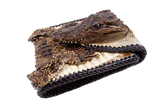 Genuine Crocodile Full Skin with Head Leather Handmade Bifold Wallet