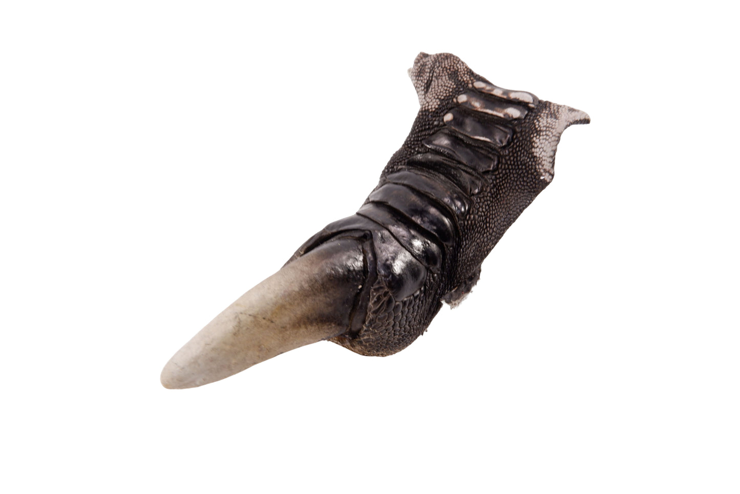 Genuine Ostrich Nail Claw Skin Leather Hide Pelt