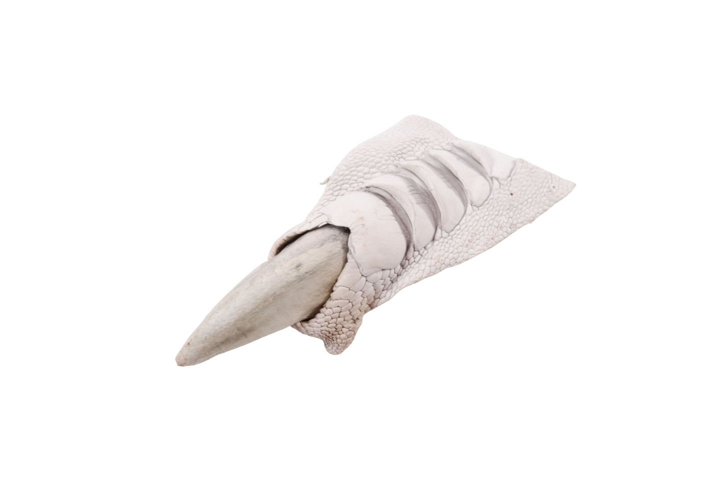 Genuine Ostrich Nail Claw Skin Leather Hide Pelt