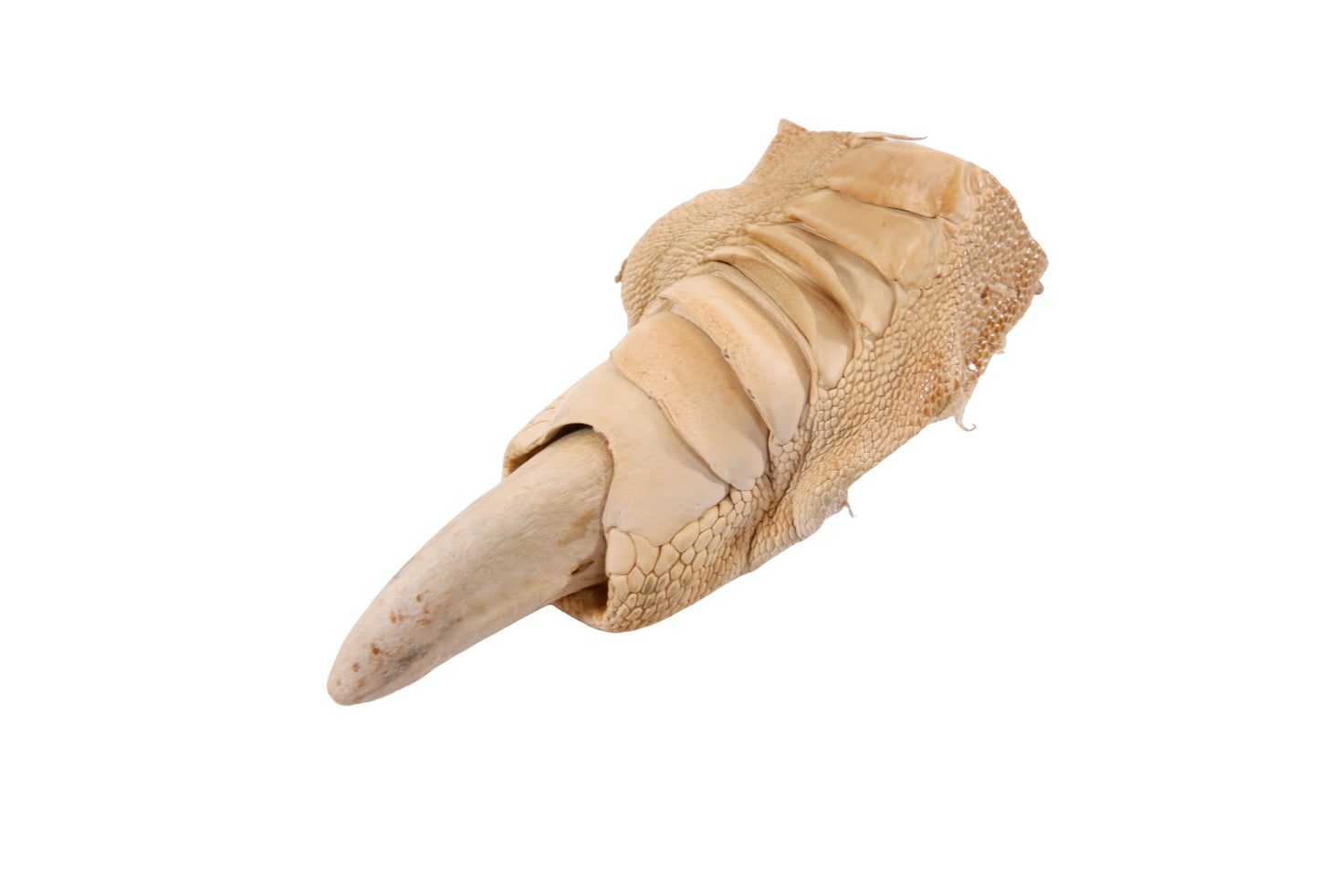 Genuine Ostrich Nail Claw Skin Leather Hide Pelt