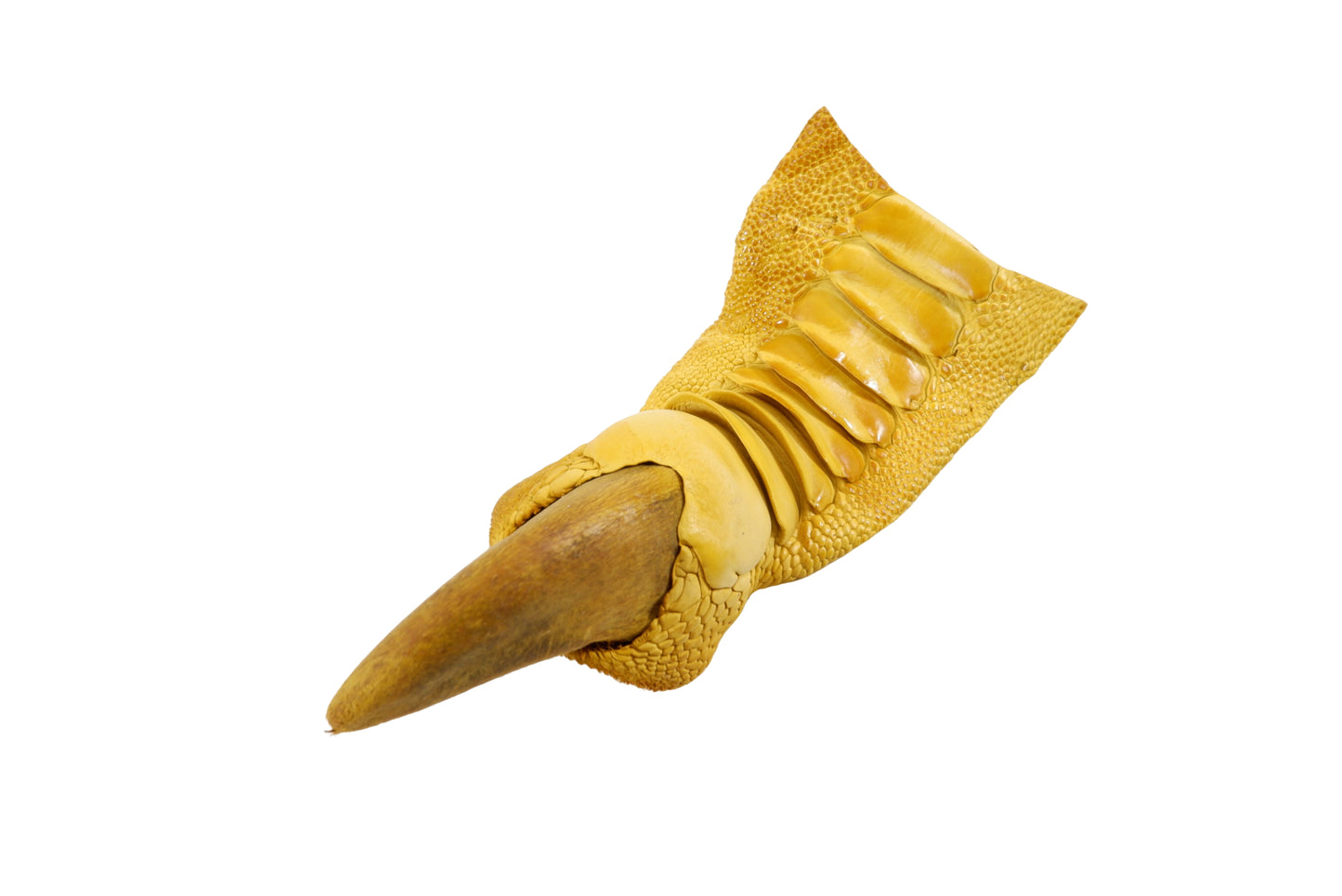 Genuine Ostrich Nail Claw Skin Leather Hide Pelt