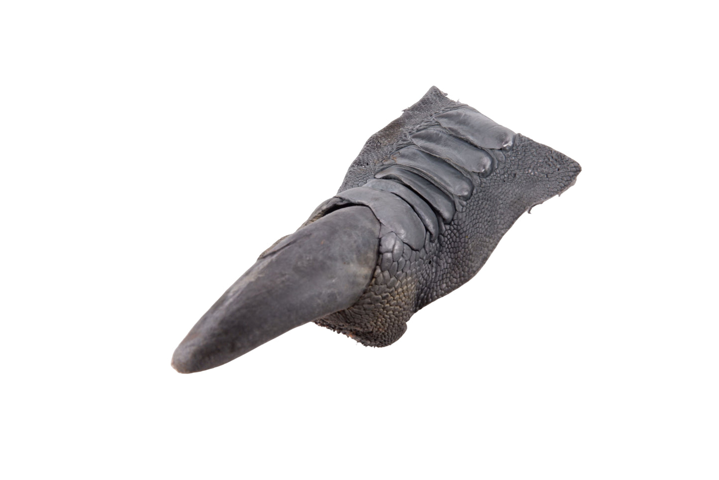 Genuine Ostrich Nail Claw Skin Leather Hide Pelt