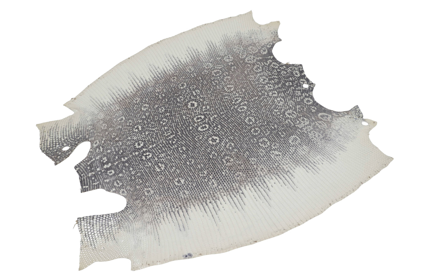 Genuine Water Monitor Lizard Skin Leather Hide Pelt