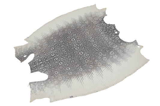 Genuine Water Monitor Lizard Skin Leather Hide Pelt