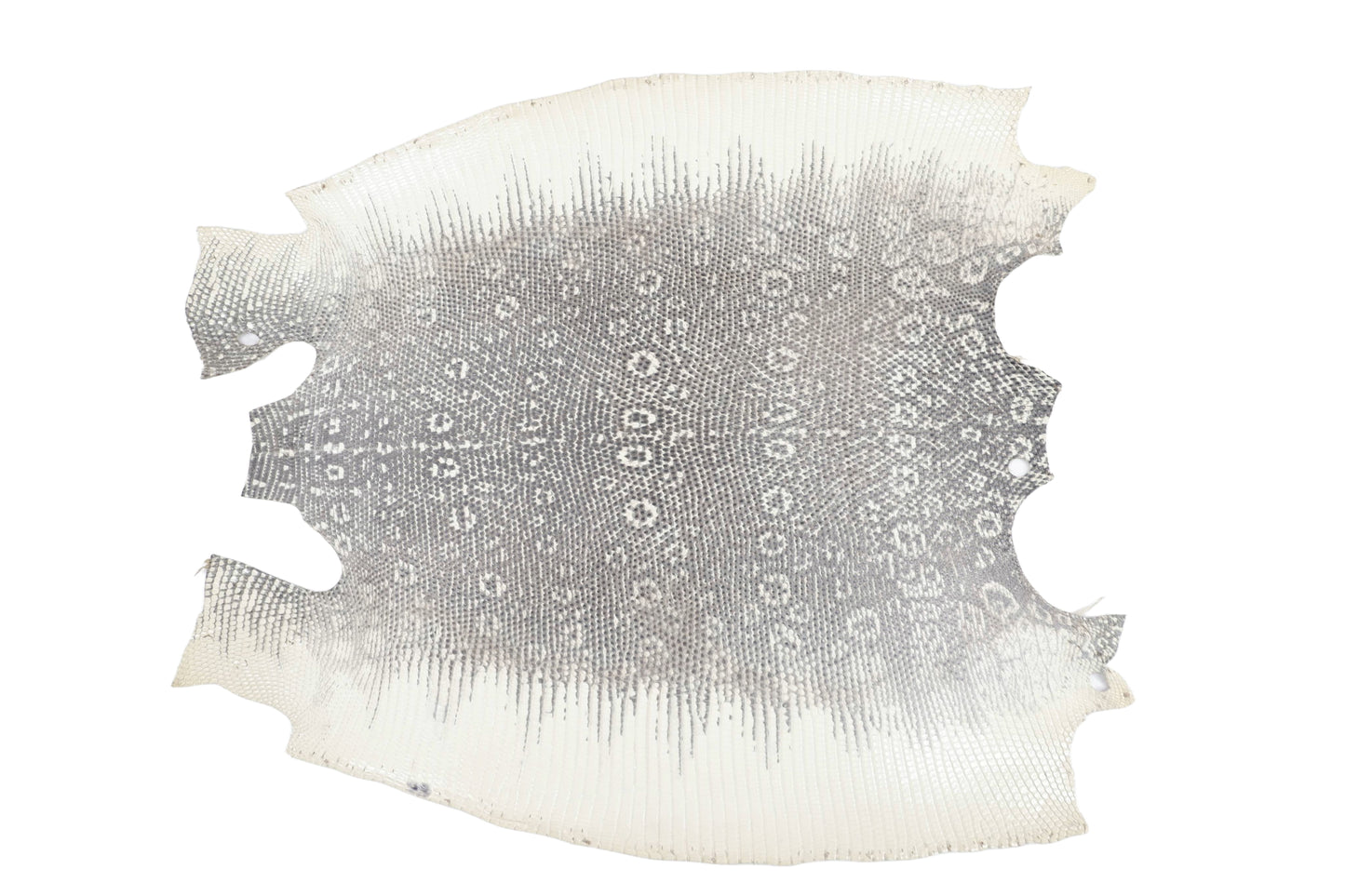 Genuine Water Monitor Lizard Skin Leather Hide Pelt