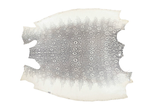 Genuine Water Monitor Lizard Skin Leather Hide Pelt