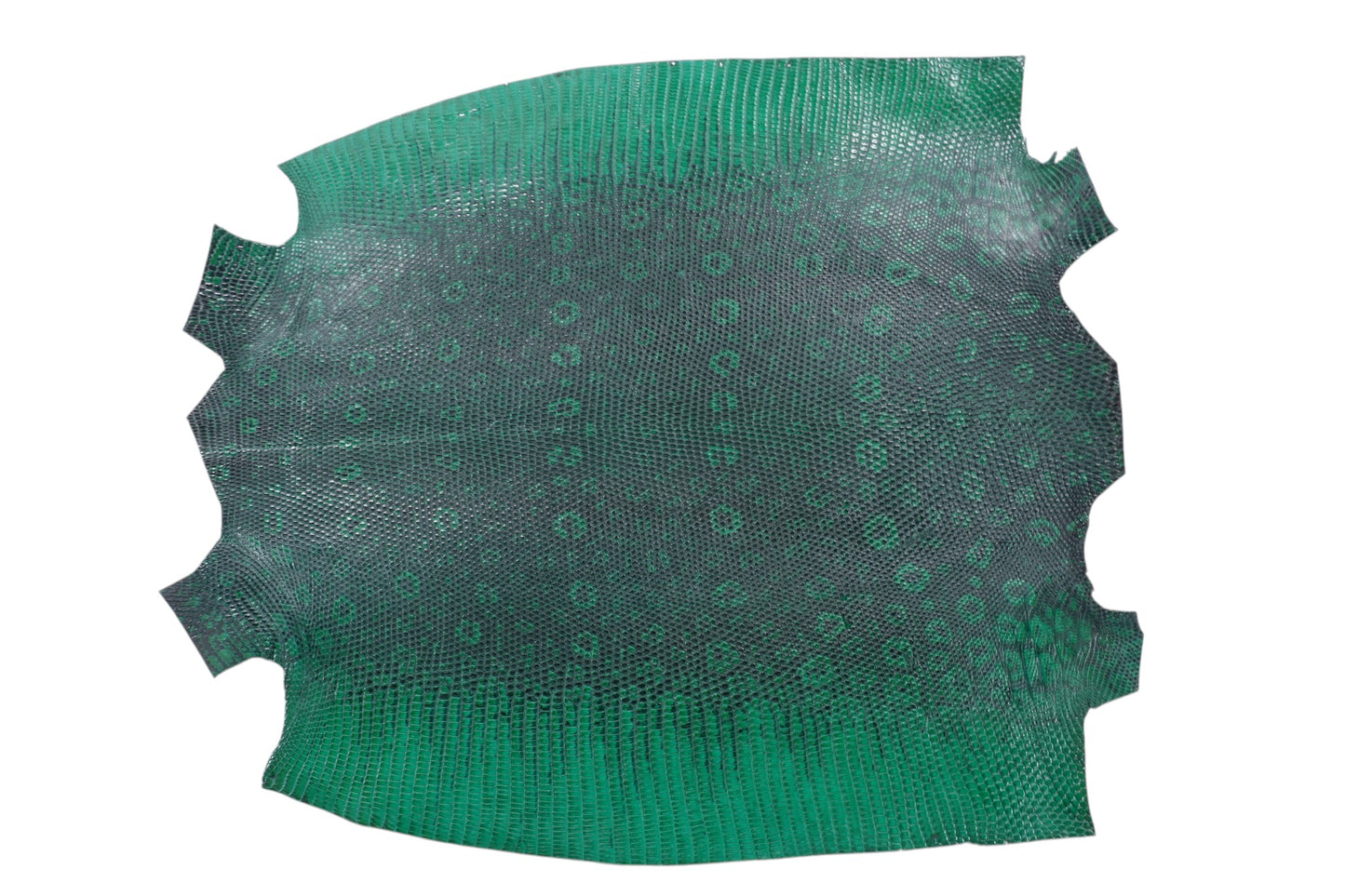 Genuine Water Monitor Lizard Skin Leather Hide Pelt